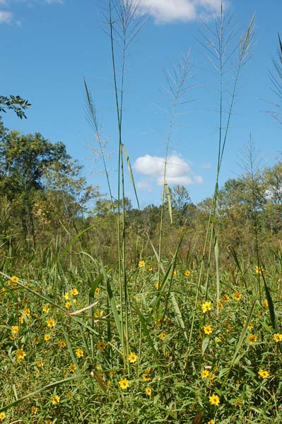 Bidens laevis and Zizania aquatica, Freshwater Tidal Mixed High Marsh, Biles Island